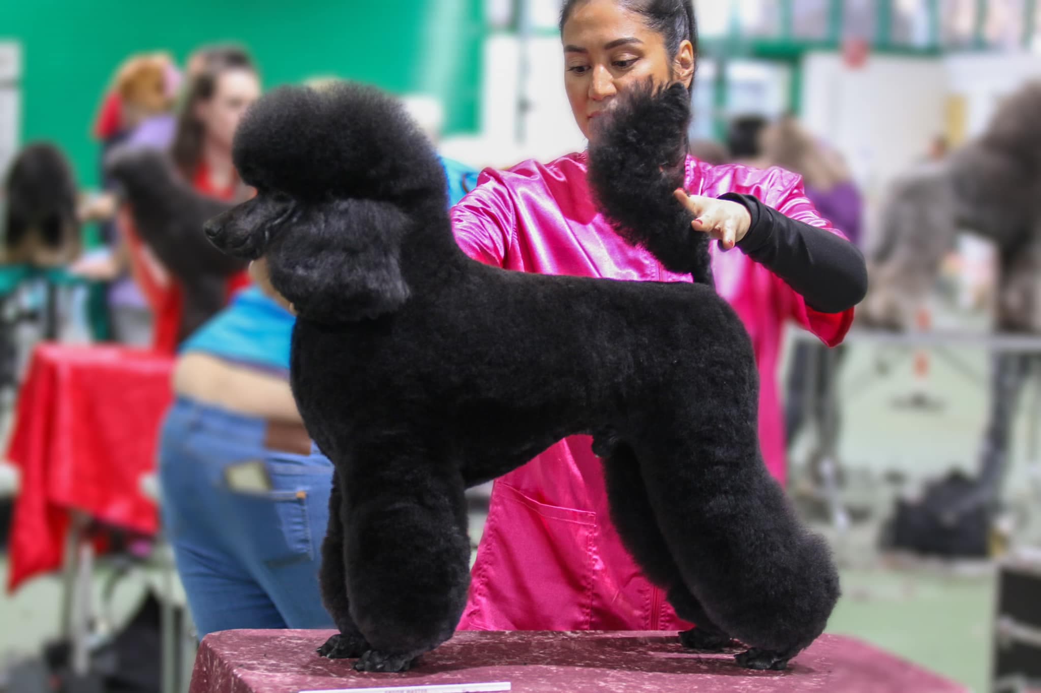 The Chalfont Dog Spa